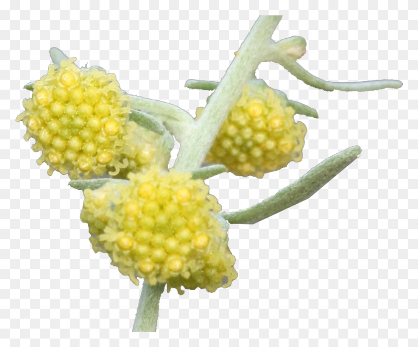 919x751 Buddleia, Pollen, Plant, Flower HD PNG Download