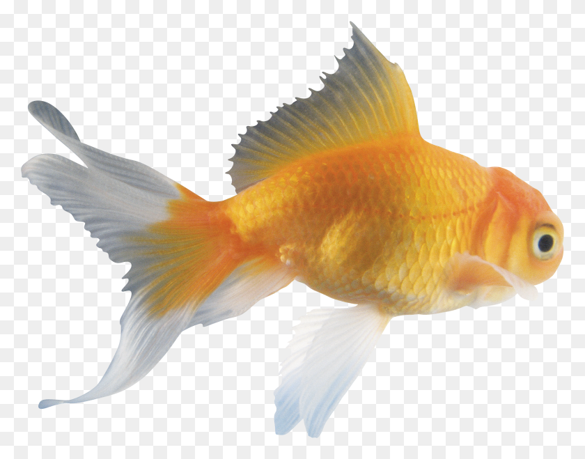 2424x1864 Buddy Fish Adaptado A Su Medio Ambiente, Goldfish, Animal, Pájaro Hd Png