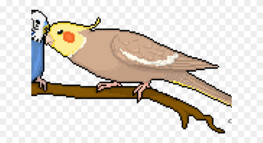 641x399 Budgie Clipart Pixel Art Pixel Art Cocktail Bird, Animal, Reptile HD PNG Download