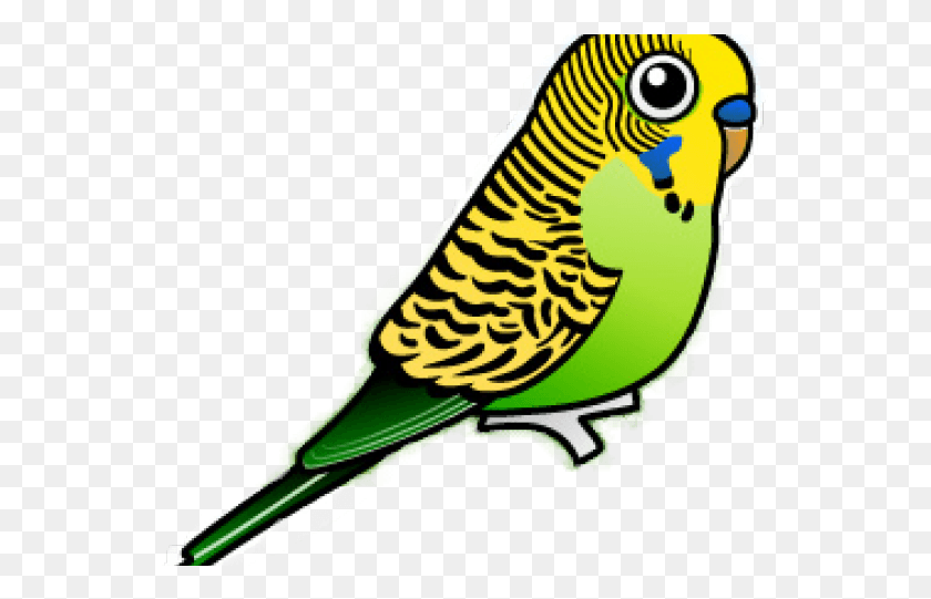 550x481 Budgie Cliparts Blue Cartoon Budgie, Parakeet, Parrot, Bird HD PNG Download
