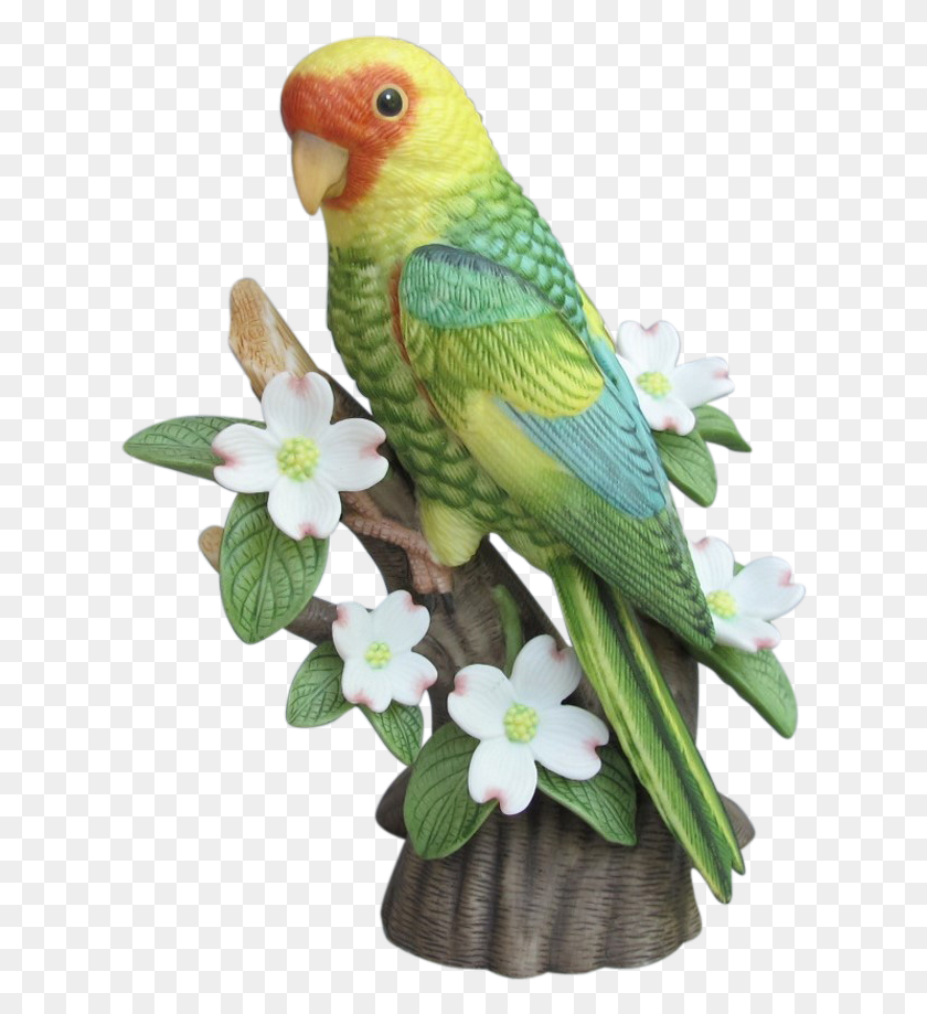 624x859 Budgie Drawing Carolina Parakeet Budgie, Bird, Animal, Parrot HD PNG Download