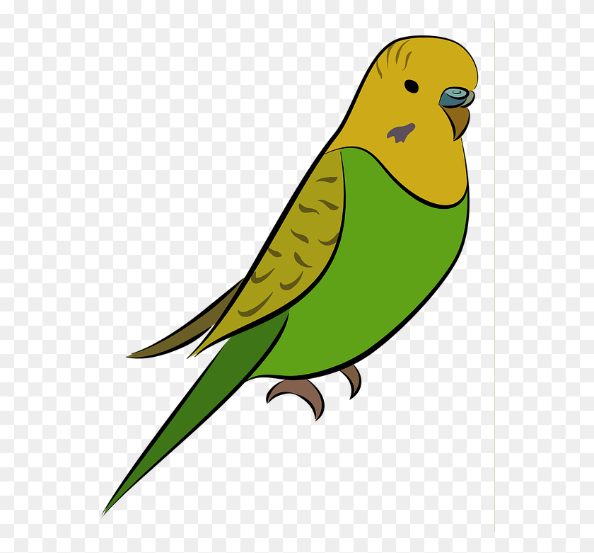 560x721 Budgie Parakeet Bird Pet Yellow Green Budgerigar Muhabbet Kuu Kolay, Parrot, Animal HD PNG Download