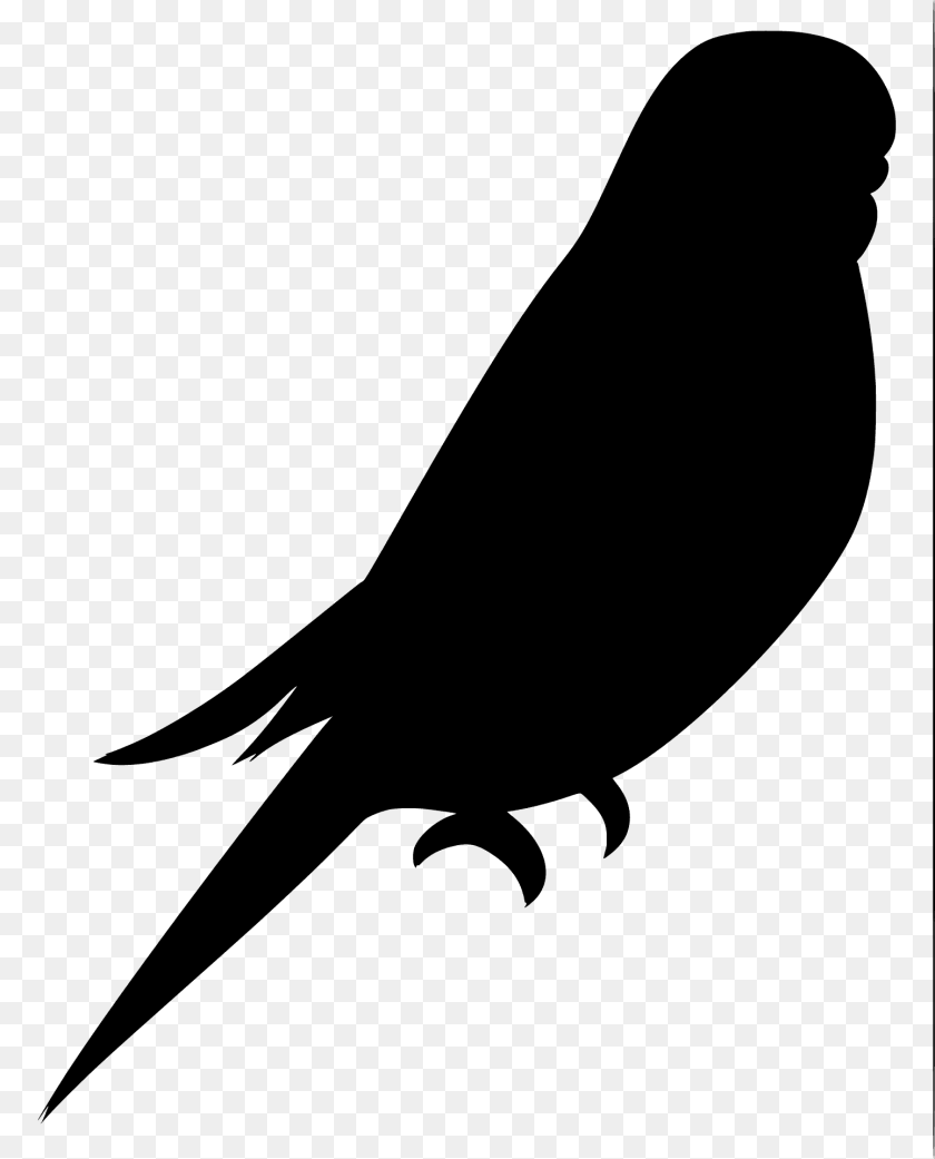 Budgie Silhouette, Animal, Bird, Blackbird, Fish Transparent PNG