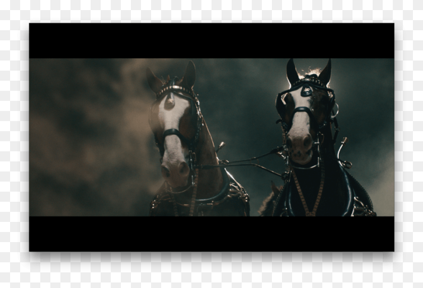 1013x664 Budweiser Not Backing Down, Horse, Mammal, Animal HD PNG Download