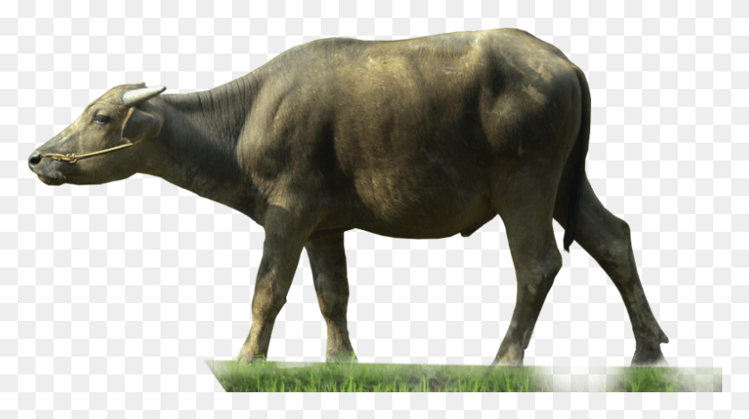 796x419 Buffalo, Animal, Mammal, Bull HD PNG Download
