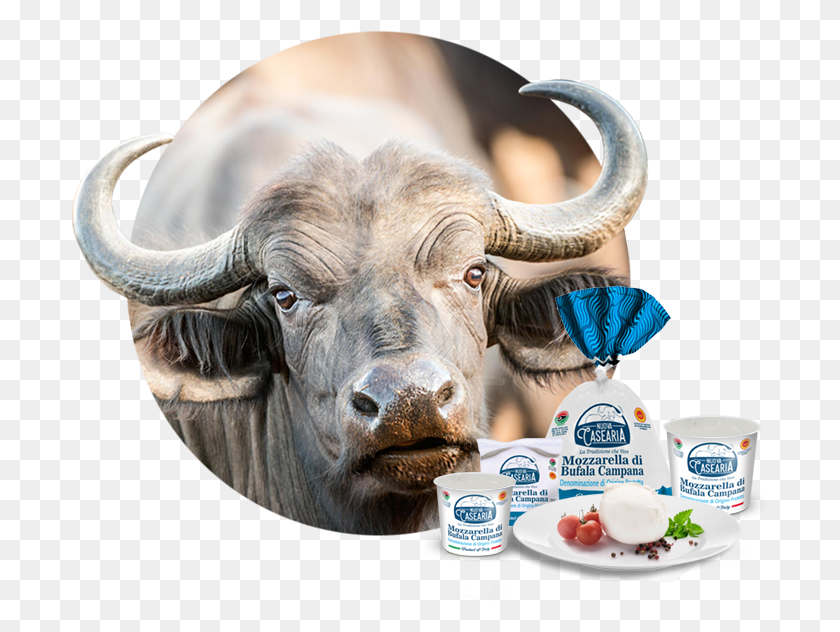 697x572 Buffalo Line Water Buffalo, Cow, Cattle, Mammal HD PNG Download