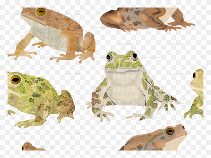 1046x766 Bufo, Frog, Amphibian, Wildlife HD PNG Download