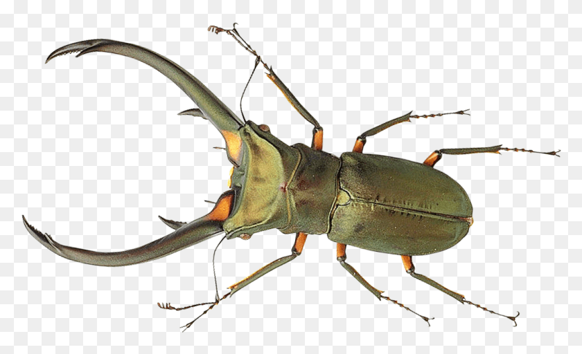 1044x605 Bug, Insect, Invertebrate, Animal HD PNG Download