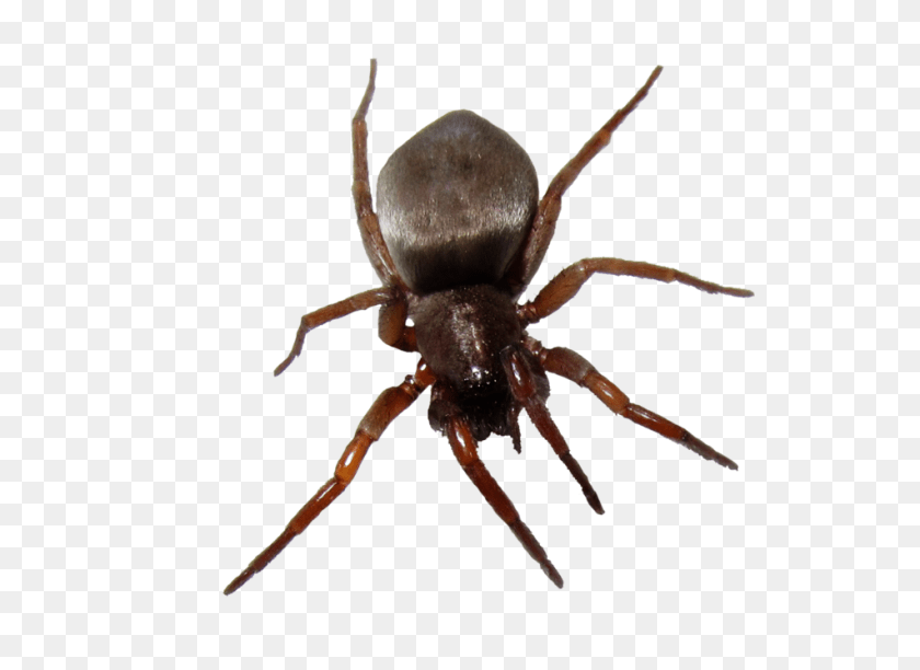 1024x746 Bug, Animal, Invertebrate, Spider Transparent PNG