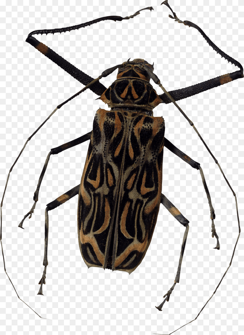 Bug, Animal, Cricket Insect, Insect, Invertebrate Clipart PNG