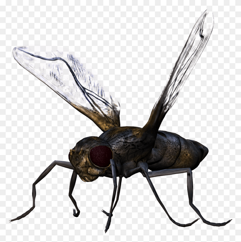 1088x1093 Bug Bug, Pájaro, Animal, Insecto Hd Png