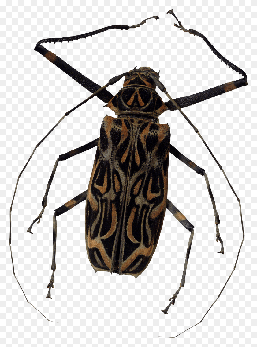 1689x2319 Bug Bugs, Animal, Invertebrate, Insect HD PNG Download