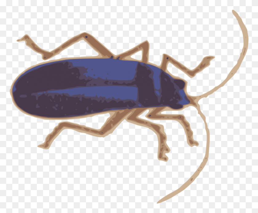 789x643 Bug Clipart Azul, Invertebrado, Animal, Insecto Hd Png