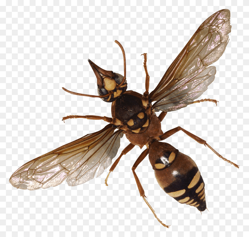 2991x2837 Bug Image Bug HD PNG Download