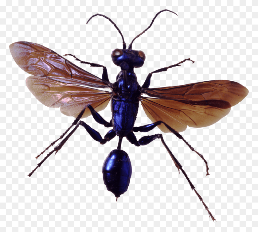 800x714 Bug Image Image With Transparent Transparent Background Bugs, Insect, Invertebrate, Animal HD PNG Download