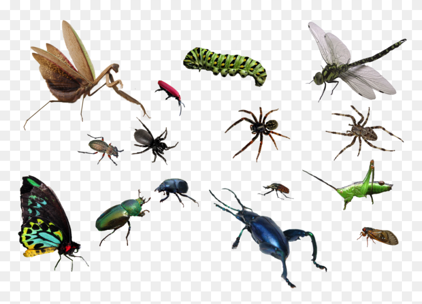 964x674 Bug Image Insect, Invertebrate, Animal, Spider HD PNG Download