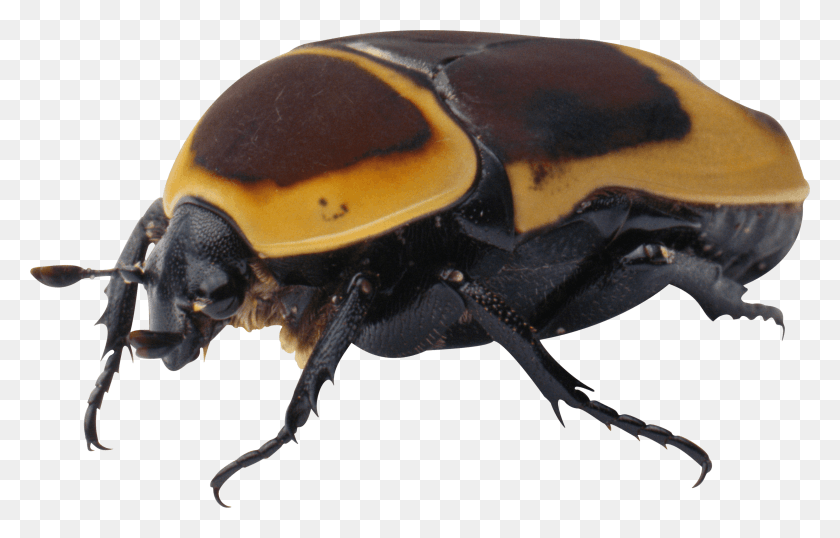 3000x1840 Bug Yellow Black Bug, Insect, Invertebrate, Animal HD PNG Download