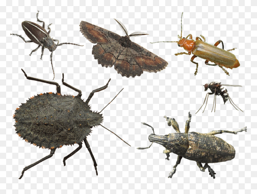 898x662 Bug.png, Animal, Insecto, Invertebrado Hd Png
