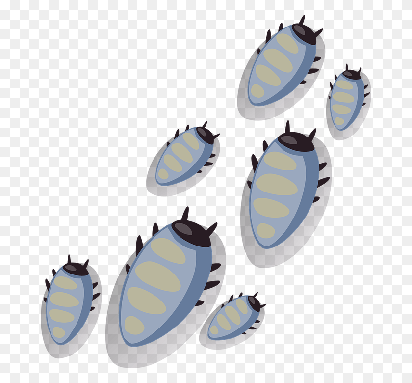 674x720 Descargar Png Bugs Escarabajos Garrapatas Insectos Insectos Parásitos Bug Bugs De Software Transparente, Planta, Vegetal, Comida Hd Png Descargar