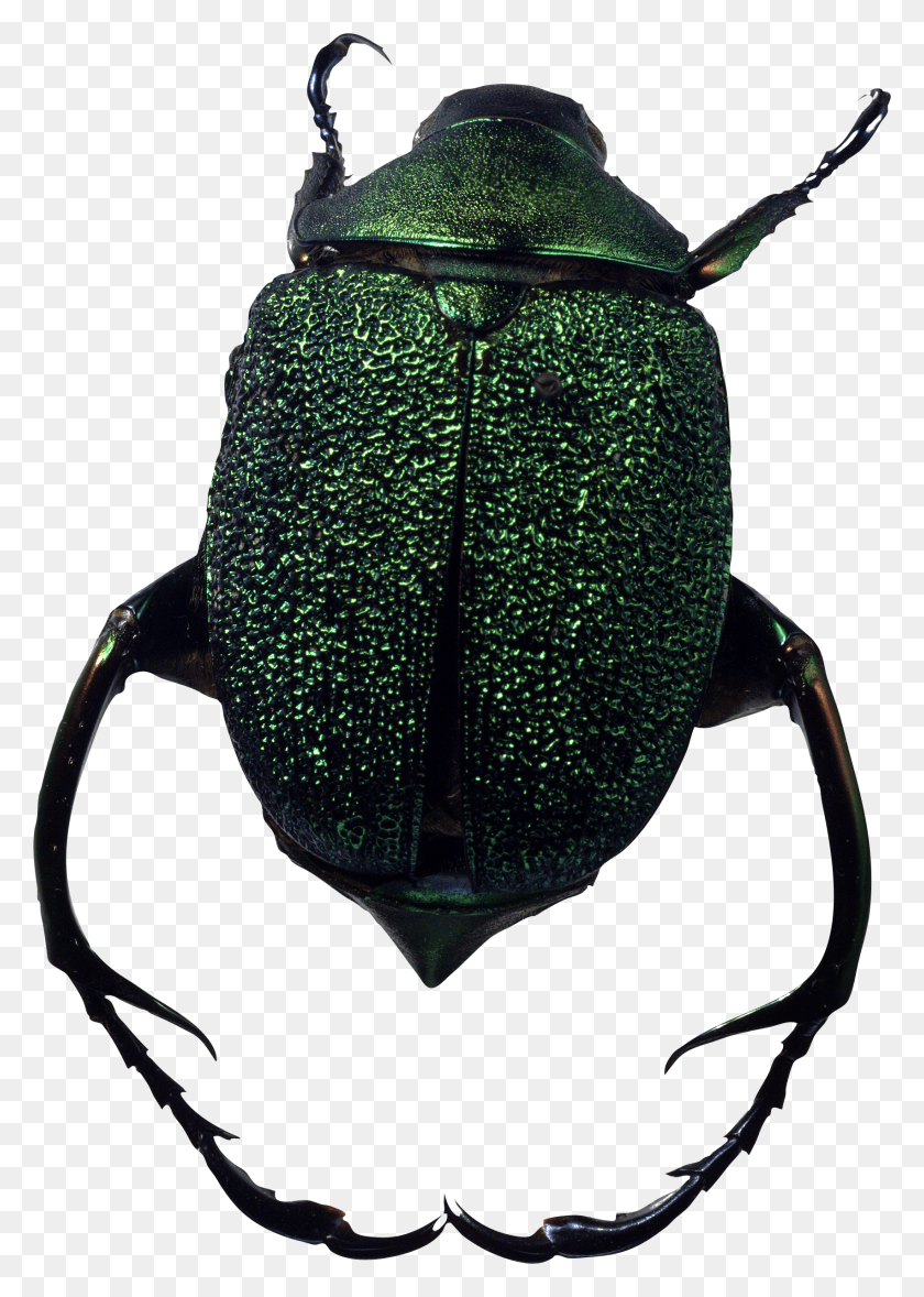 1703x2442 Bichos En, Escarabajo, Insectos, Invertebrados Hd Png