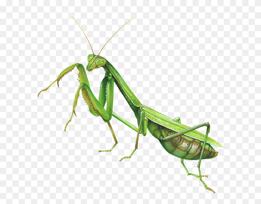 602x596 Bugs Praying Mantis No Background, Invertebrate, Animal, Insect HD PNG Download