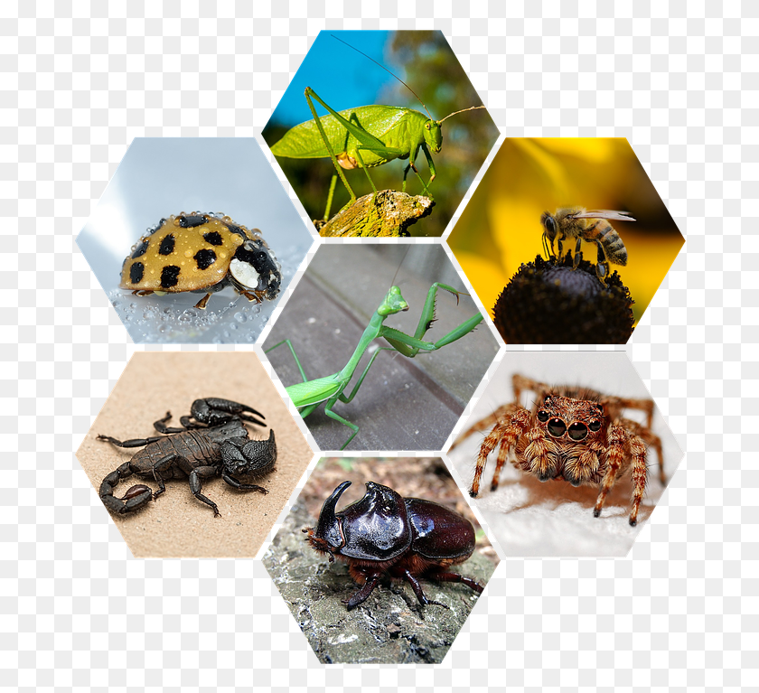 682x707 Bugs Scorpion Grasshopper Praying Mantis Spider Strashnij Skorpion Na Zastavku, Honey Bee, Bee, Insect HD PNG Download