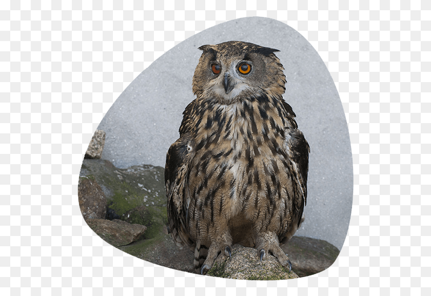 539x517 Buho Real Falconiformes, Bird, Animal, Owl HD PNG Download