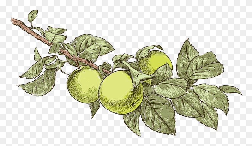 1190x652 Bulgarian Apple Vector Graphics, Plant, Fruit, Food HD PNG Download