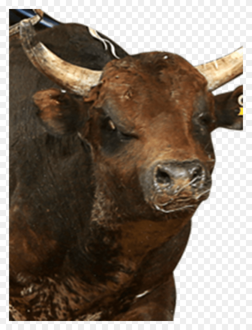 825x1100 Bull, Longhorn, Cattle, Mammal HD PNG Download