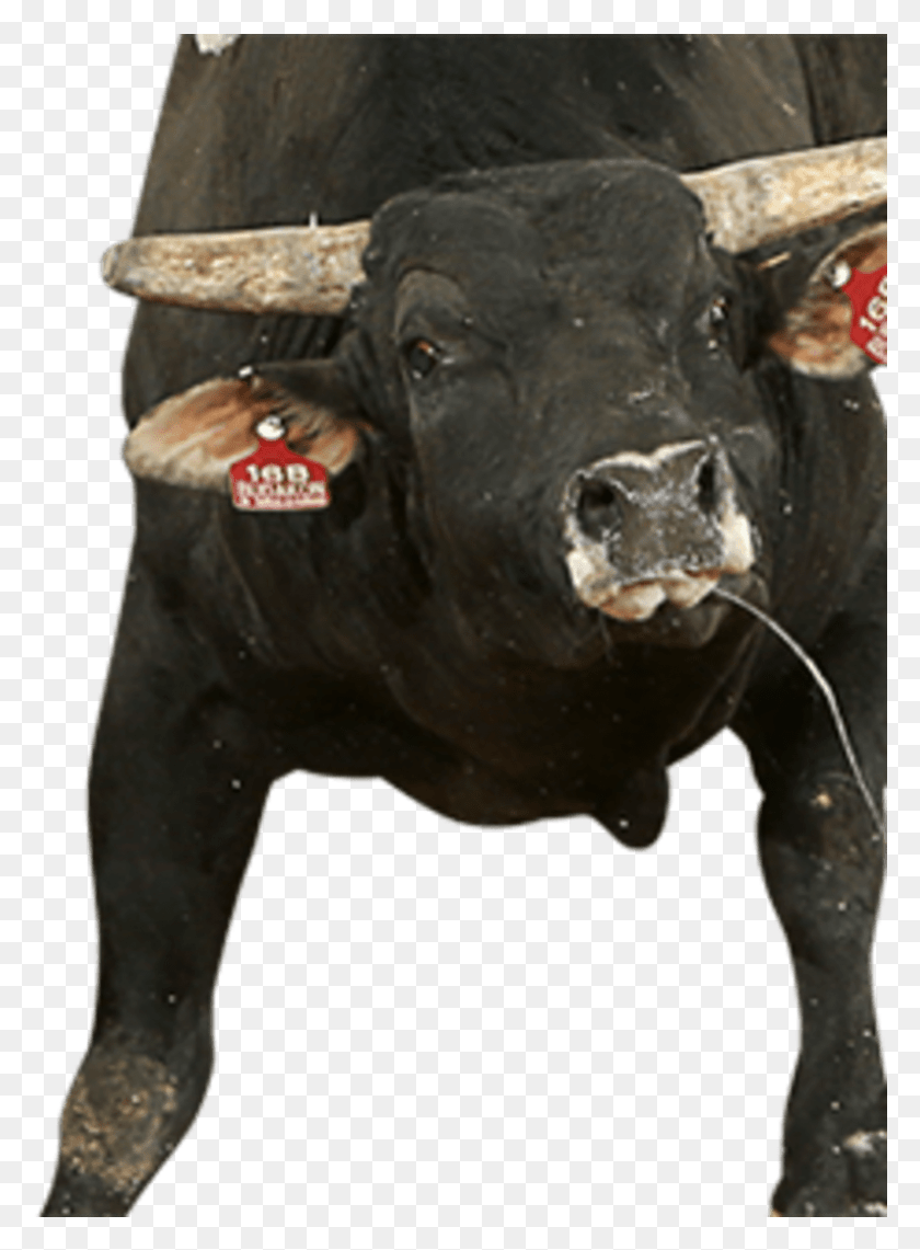 794x1101 Bull, Mammal, Animal, Cow HD PNG Download