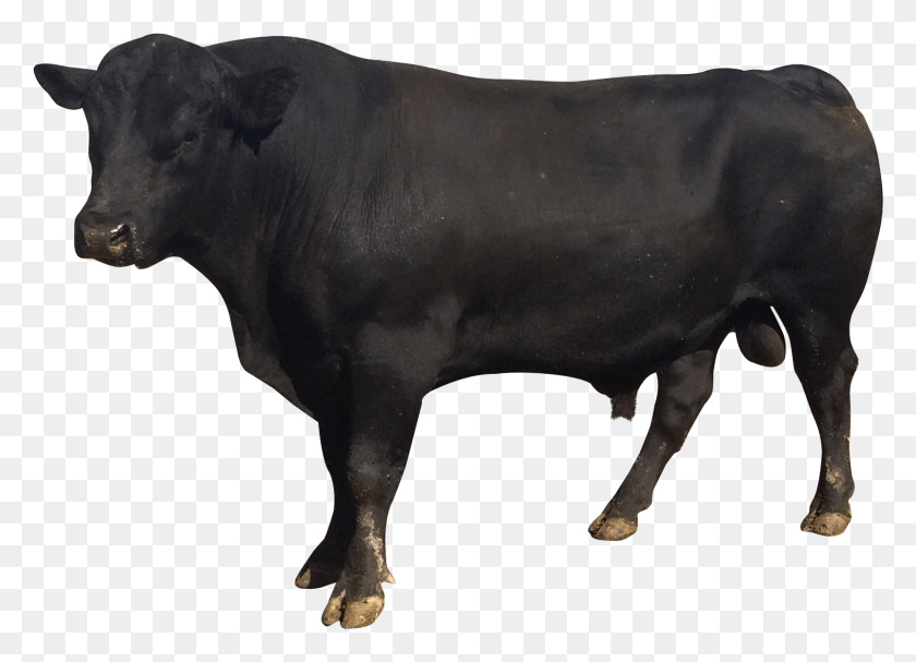 1602x1124 Бык Бык, Млекопитающее, Животное, Корова Hd Png Скачать