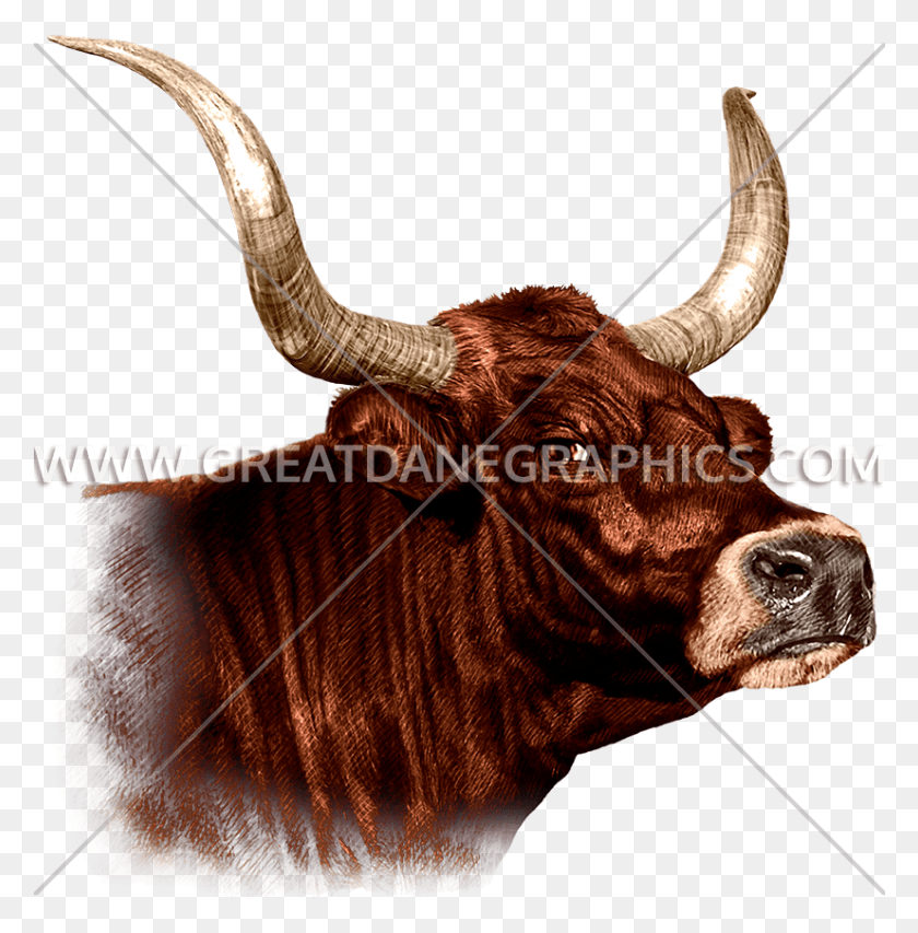 826x840 Bull Bull, Longhorn, Cattle, Mammal HD PNG Download