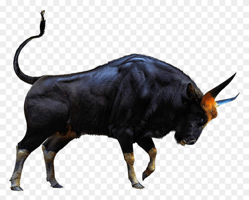4268x3367 Bull Bull Sr Editing Zone, Mammal, Animal, Cow HD PNG Download