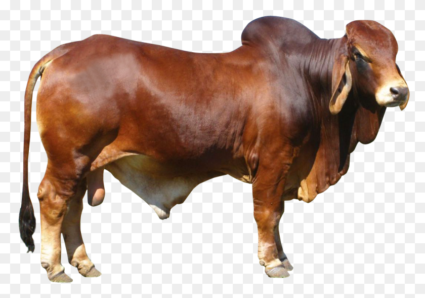 1068x724 Бык Корова, Млекопитающее, Животное, Бык Hd Png Скачать
