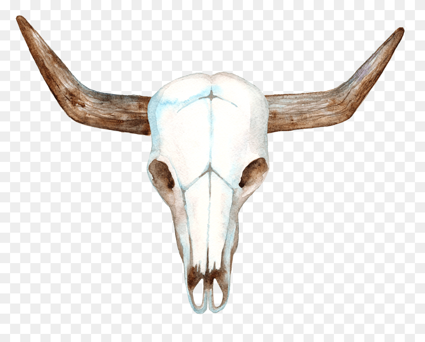 4077x3221 Bull Head Skull Craneo De Vaca HD PNG Download