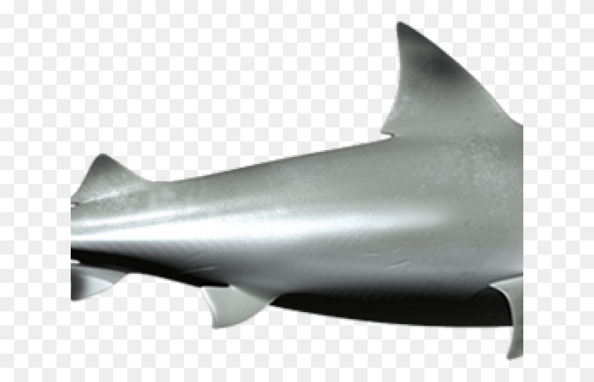 640x480 Tiburón Toro Png / Tiburón Gris Hd Png
