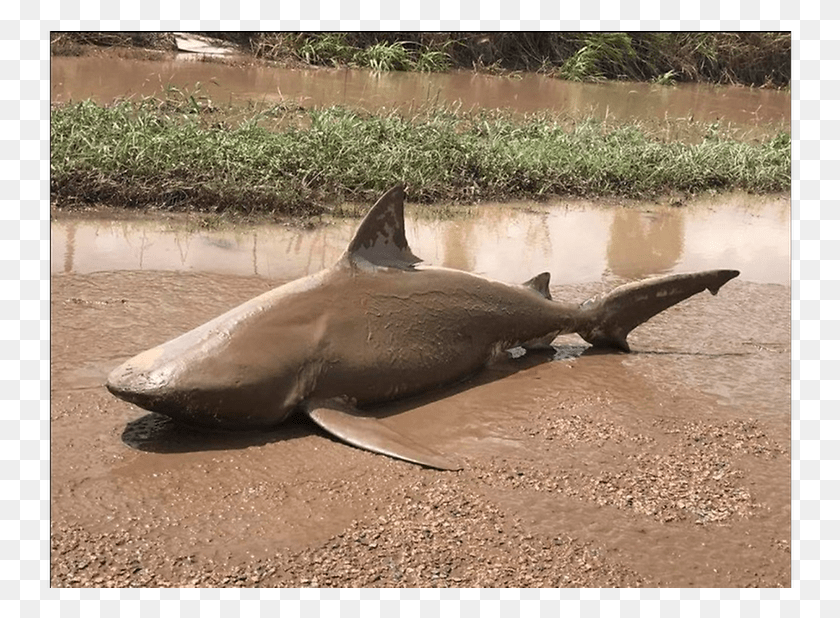 748x558 Bull Shark Cyclone Debbie 2017 Damage, Sea Life, Animal, Fish HD PNG Download