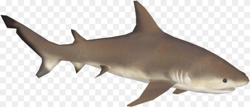 861x368 Bull Shark Download Great White Shark, Animal, Fish, Sea Life Sticker PNG