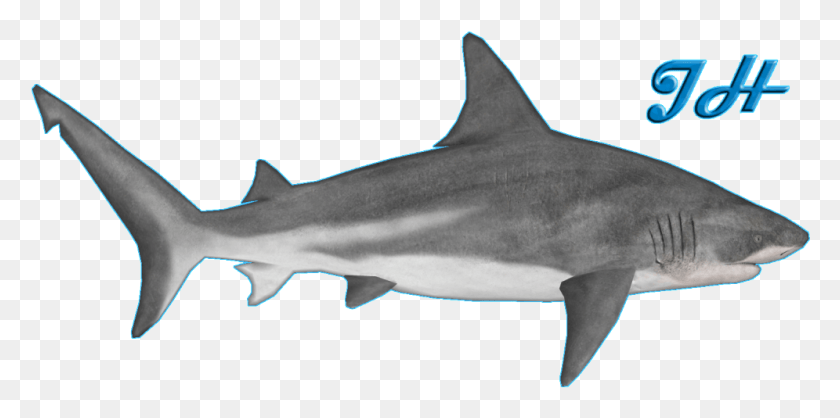 996x458 Бычья Акула Зоопарк Магнат 2 Бычья Акула, Морская Жизнь, Рыба, Животное Hd Png Скачать