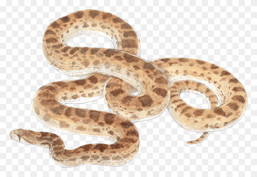 2039x1359 Bull Snake Images Drawing Of Bull Snake, Reptile, Animal, Rattlesnake HD PNG Download