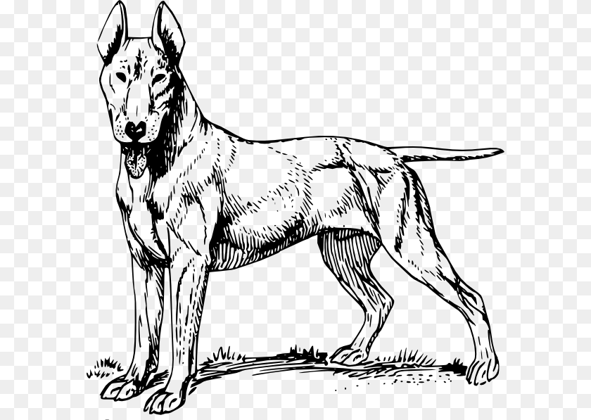 Bull Terrier Clip Art Free Vector, Animal, Canine, Mammal, Dog PNG