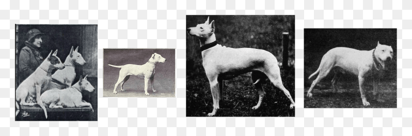 1159x324 Bull Terrier History Bull And Terrier, Dog, Pet, Canine HD PNG Download