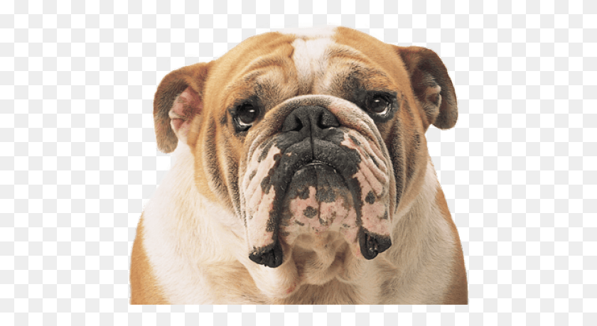483x399 Bulldog, Dog, Pet, Canine HD PNG Download