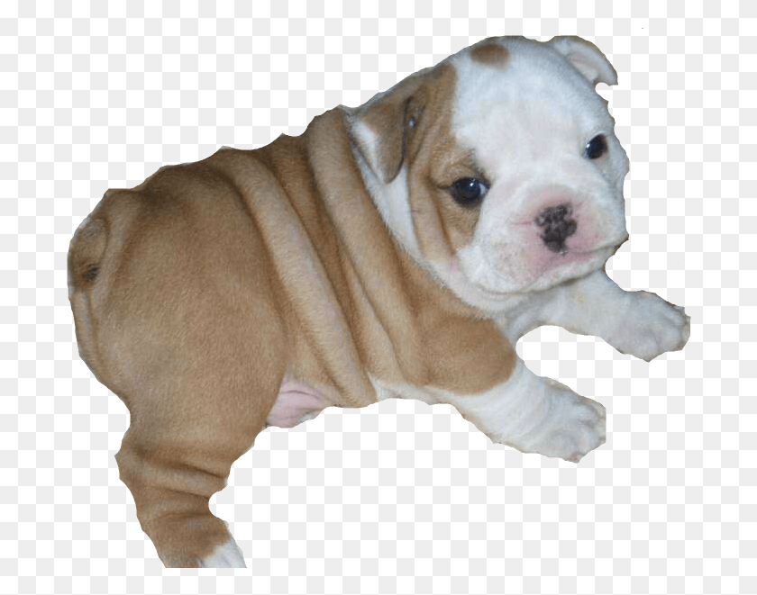 694x601 Bulldog Png / Bulldog Png