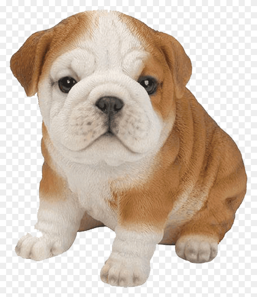 828x969 Bulldog Puppy Transparent, Pet, Animal, Dog HD PNG Download