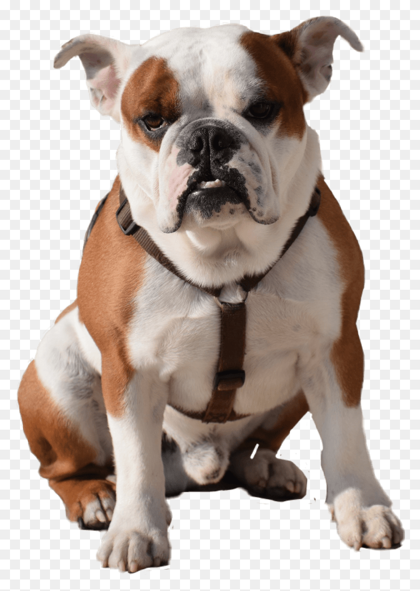 1024x1475 Bulldog Sentado Bulldog Sentado, Perro, Mascota, Canino Hd Png