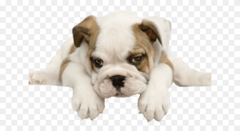 641x399 Bulldog Transparent, Dog, Pet, Canine HD PNG Download