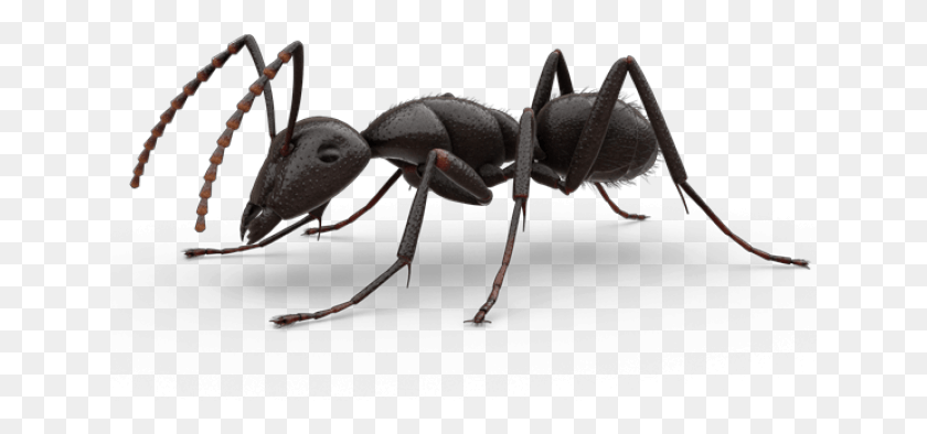 641x334 Bullet Ant, Insect, Invertebrate, Animal HD PNG Download