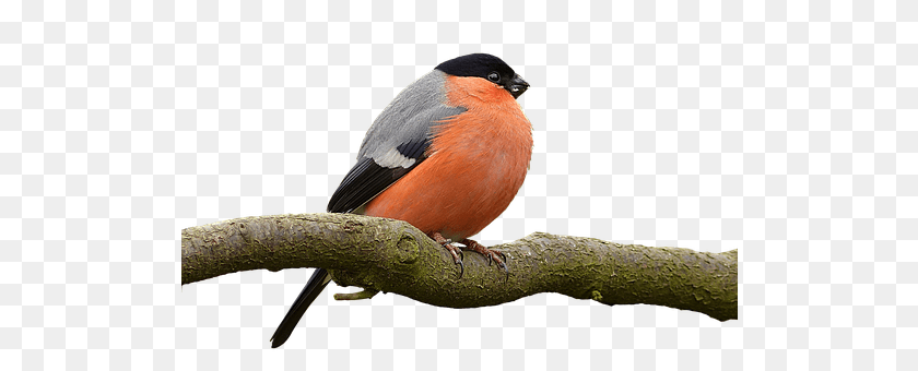 509x340 Bullfinch Animal, Beak, Bird, Finch PNG