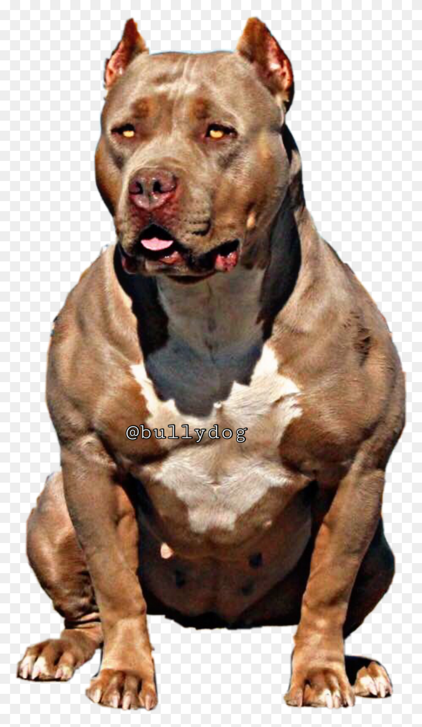 1024x1820 Bullydog Americanbully Pitbulllovefreetoe Report Abuse Dog Yawns, Pet, Canine, Animal HD PNG Download